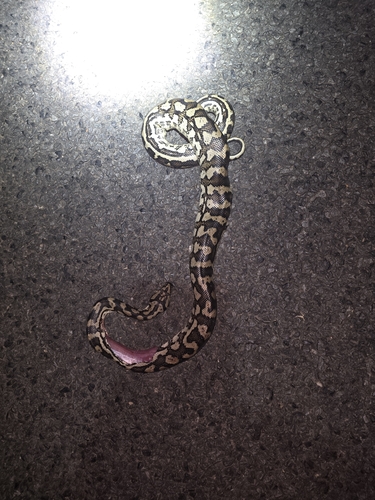 Jungle Carpet Python