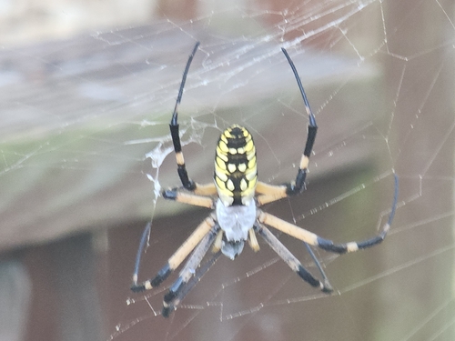Yellow Garden Spider