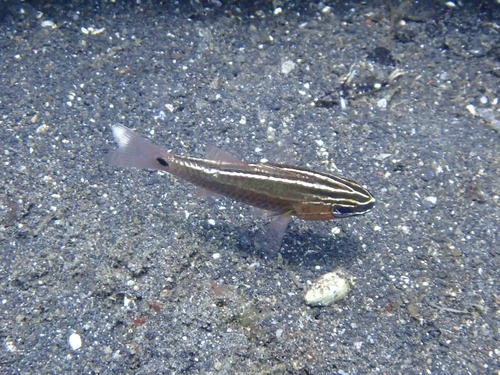 Ostorhinchus hartzfeldii observed 2026-08-14