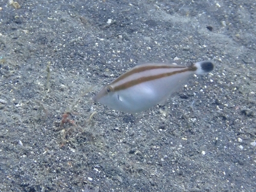 Pseudalutarius nasicornis observed 2026-08-14
