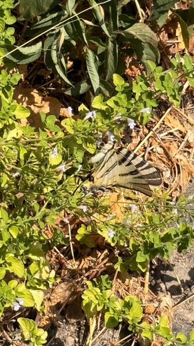 Scarce Swallowtail