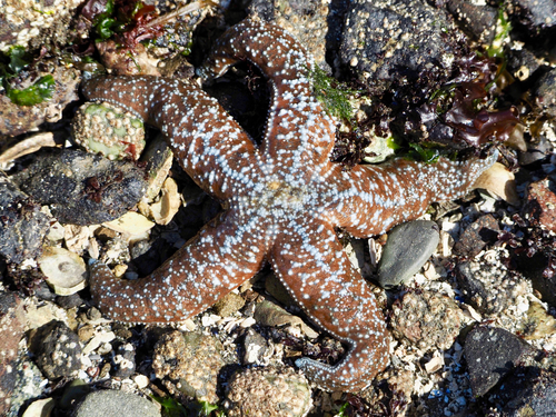Mottled Star, photo 2 of 10