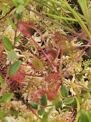 round-leaved sundew