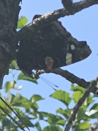 Red Admiral