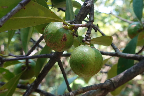 Garcinia oblongifolia observed 2026-08-09