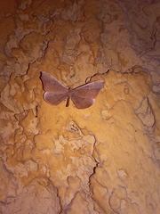 Macrosoma rubedinaria