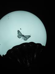 Macrosoma rubedinaria