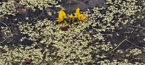 Utricularia australis, photograph 5