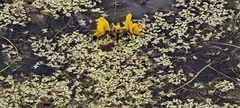 Utricularia australis, photograph (c) Michel Langeveld, some rights reserved (CC BY)