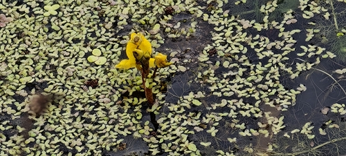 Utricularia australis, photograph 4