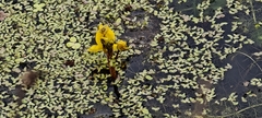 Utricularia australis, photograph (c) Michel Langeveld, some rights reserved (CC BY)