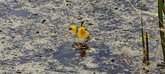 Utricularia australis