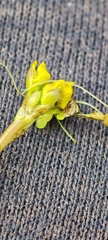 Utricularia australis, photograph (c) Michel Langeveld, some rights reserved (CC BY)