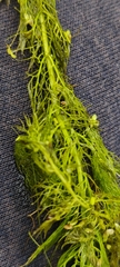 Utricularia australis, photograph (c) Michel Langeveld, some rights reserved (CC BY)