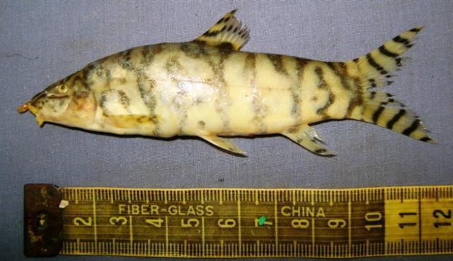 Gangetic Loach