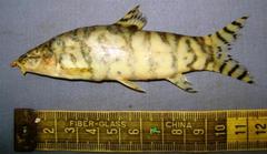 Gangetic Loach photo 1