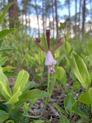 Cleistesiopsis oricamporum