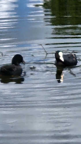 Eurasian Coot