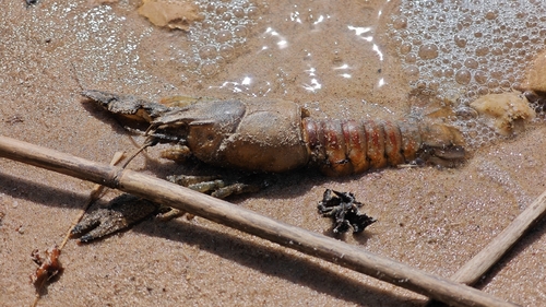 Spinycheek Crayfish