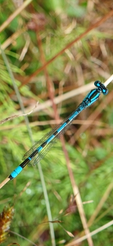 Common Blue Damselfly