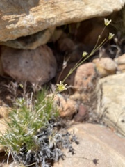 Eremogone macradenia