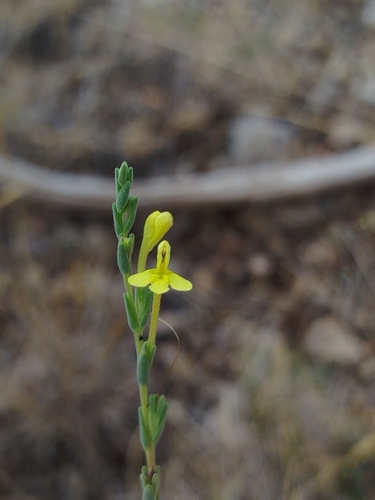 Odontites longiflorus