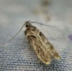 Chionodes mediofuscella