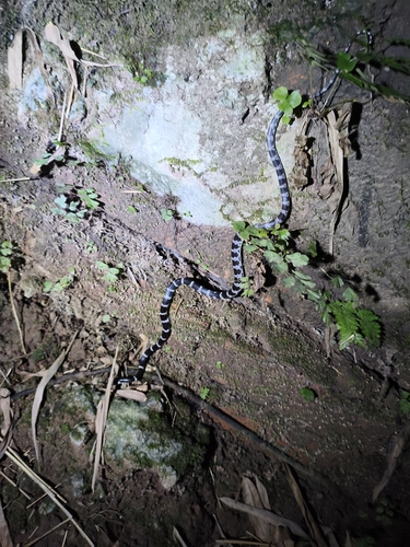 Formosa Wolf Snake