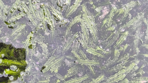 Caulerpa taxifolia observed 2026-08-15