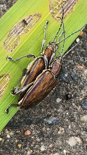 Depressed Aquatic Leaf Beetle