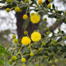 Acacia paradoxa