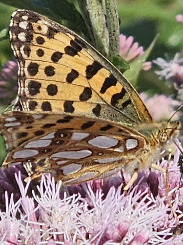 Queen of Spain Fritillary