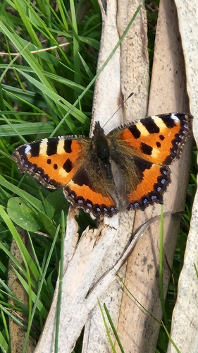 Small Tortoiseshell