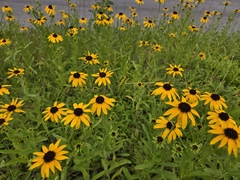 Rudbeckia missouriensis, photograph (c) Edie, some rights reserved (CC BY)