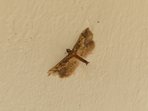 Ornate Hydriris Moth