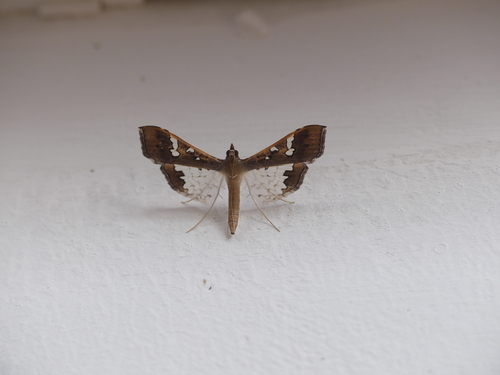 Mung Bean Moth