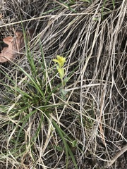 Lithospermum incisum