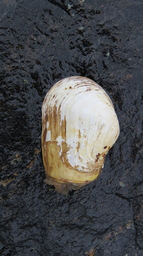 Mya truncata observed 2026-07-29