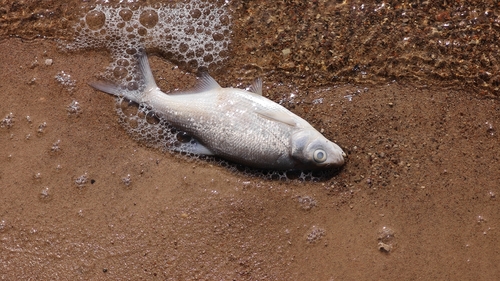 Common Bream