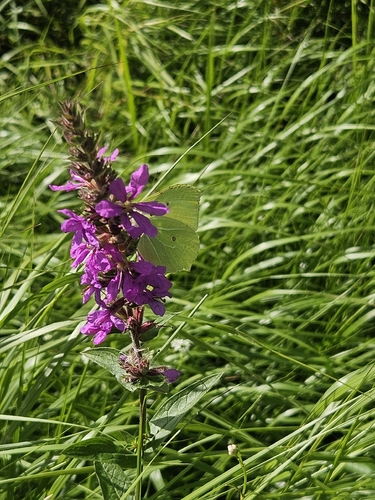 Common Brimstone