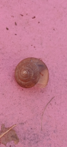 Asian Tramp Snail