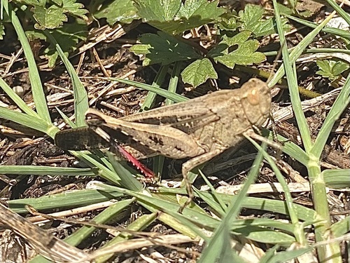 Broad Green-winged Grasshopper