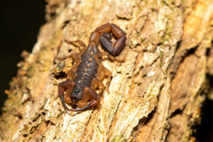 Centruroides gracilis