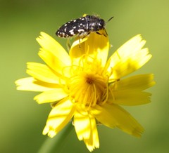 Acmaeodera ornata