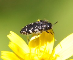 Acmaeodera ornata