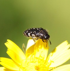 Acmaeodera ornata