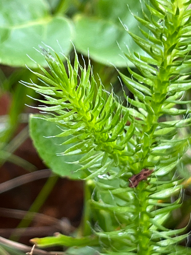 stag's-horn clubmoss