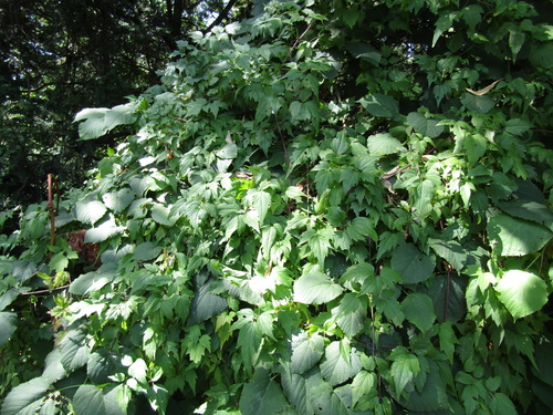 Clematis brevicaudata, photograph 6