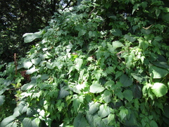 Clematis brevicaudata, photograph (c) Oleksandr Shynder, some rights reserved (CC BY)
