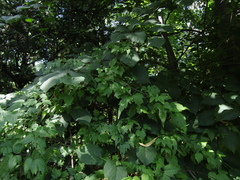 Clematis brevicaudata, photograph (c) Oleksandr Shynder, some rights reserved (CC BY)
